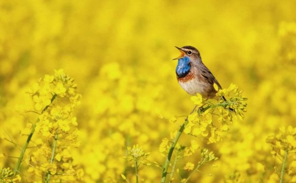Small songbird with blue throat singing in a field of yellow canola plants