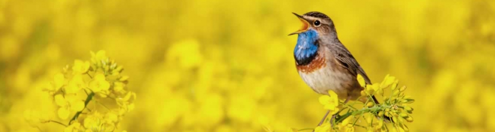 Small songbird with blue throat singing in a field of yellow canola plants