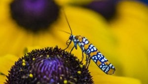 Pretty, colorful moth on yellow flower