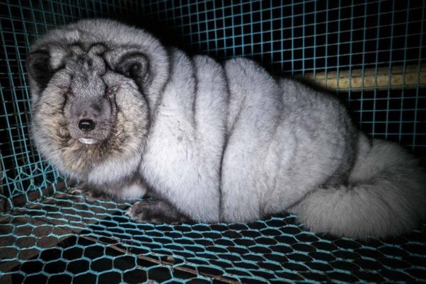 These Arctic Foxes On Fur Farms Are So, What Animals Are Used For Fur Coats