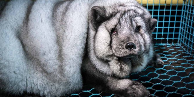 gray arctic fox, severly overweight, looks sadly to camera