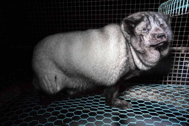 an arctic fox with a gray coat is overweight and suffering eye problems on a fur farm