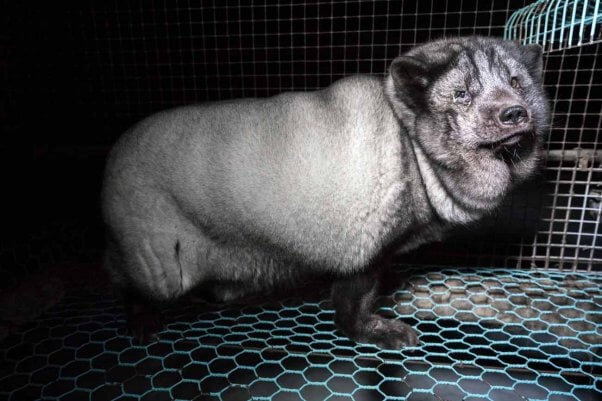 These Arctic Foxes on Fur Farms Are So Fat, They Can Barely Stand