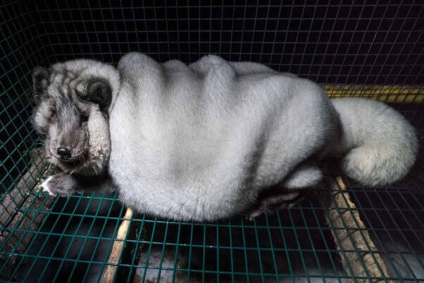 an animal rights group captured shocking pictures of the giant foxes kept on fur farms