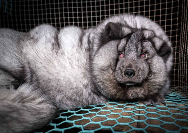 eye damage is visible on this captive arctic fox on a Finnish fur farm