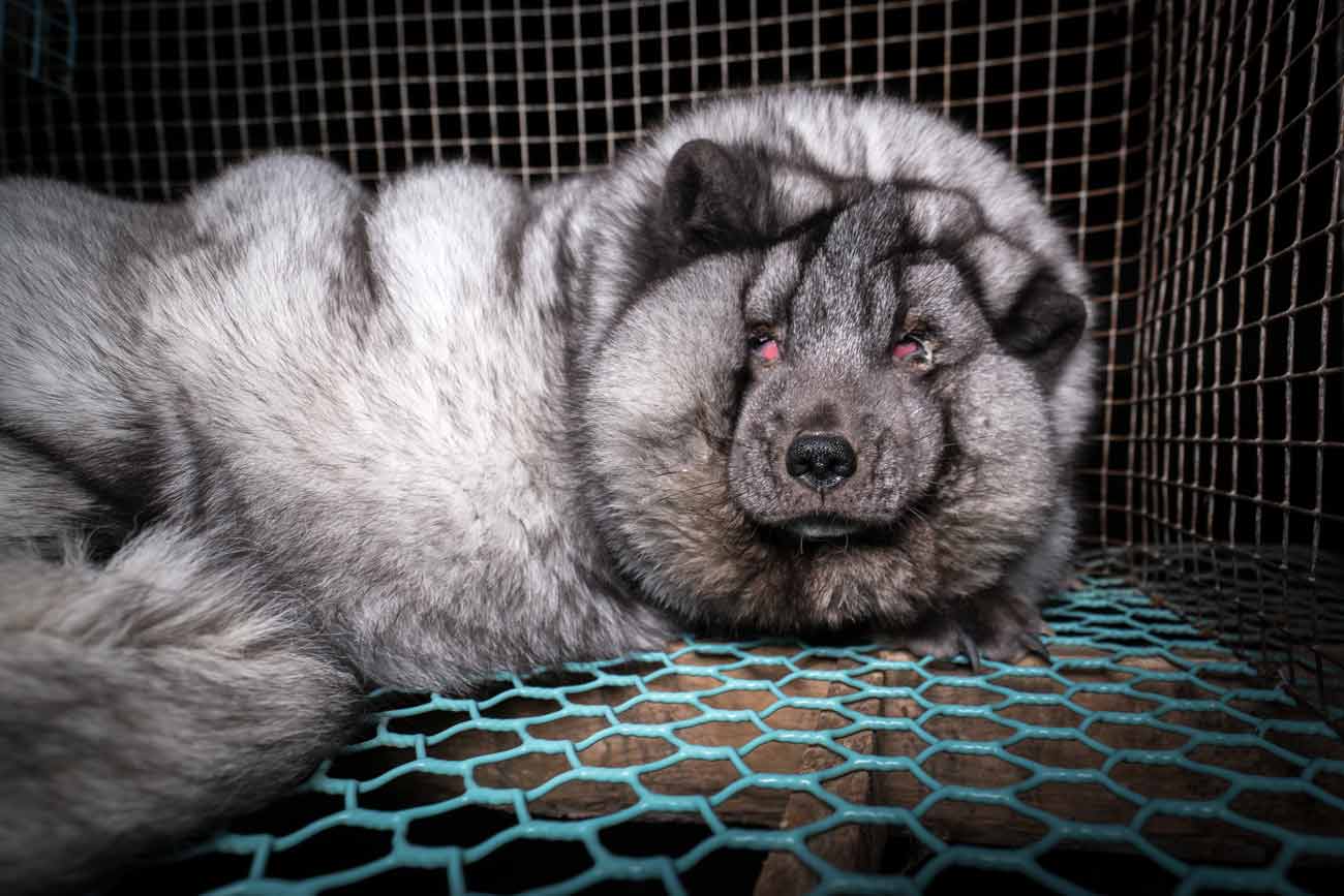 These Arctic Foxes on Fur Farms Are So Fat, They Can Barely Stand