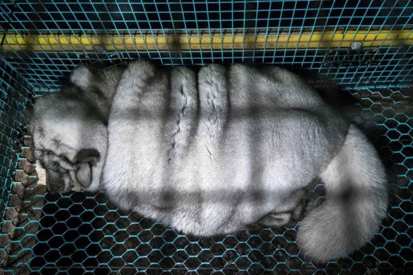 an artctic fox in captivity on a fur farm