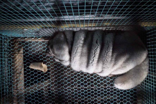 overhead shot of a dramatically overweight arctic fox