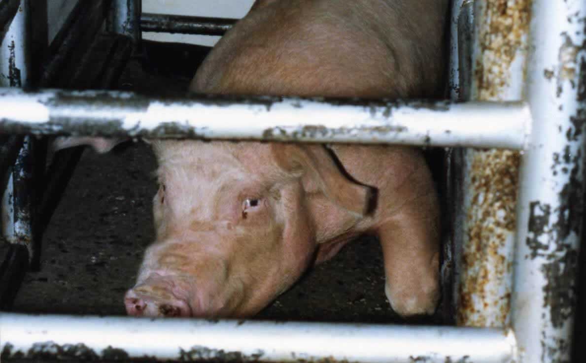 This Is How Hot Dogs Are Made, and It's Way Worse Than You Thought | PETA This Is How Hot Dogs Are Made, and It's Way Worse Than You Thought | PETA
