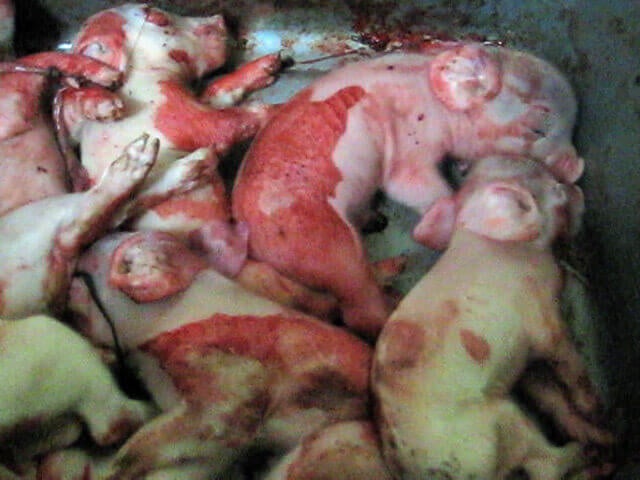 pigs live