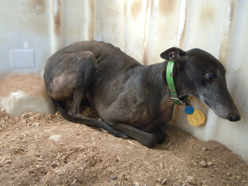 PETA’s exposé led to the closure of The Pet Blood Bank in Texas, Greyhound Adoptions