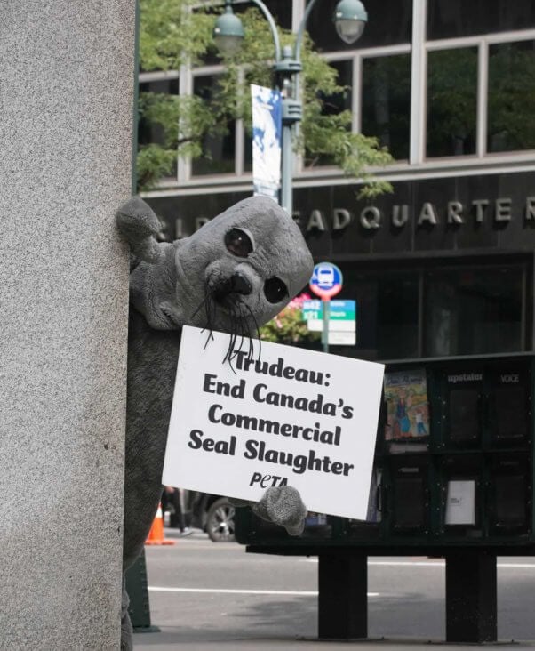 PETA seal trailing Justin Trudeau in NYC