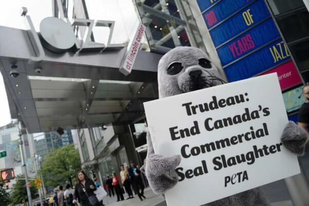 PETA seal trailing Justin Trudeau in NYC