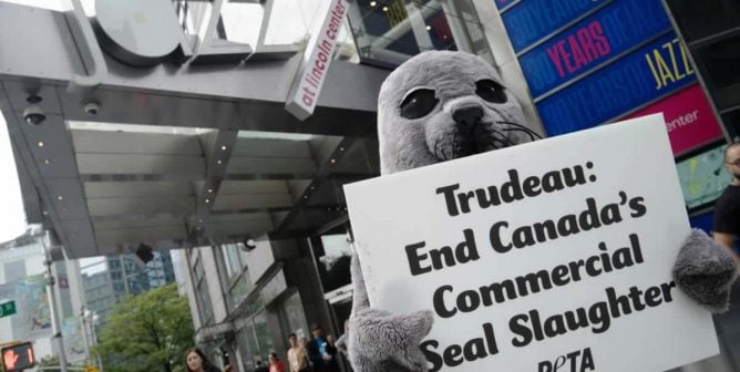 PETA seal trailing Justin Trudeau in NYC