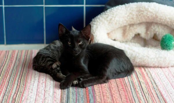 Sleepy black kitten facing camera; tabby kitten lying next to him