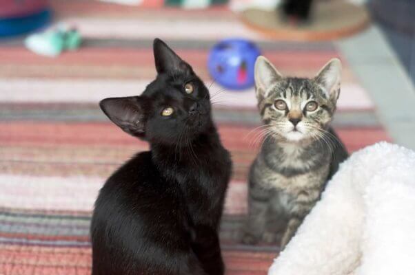 Two cute kittens looking up