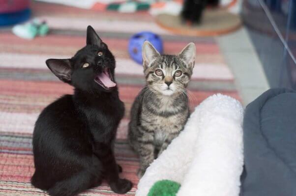 Black kitten yawning, gray tabby kitten beside him