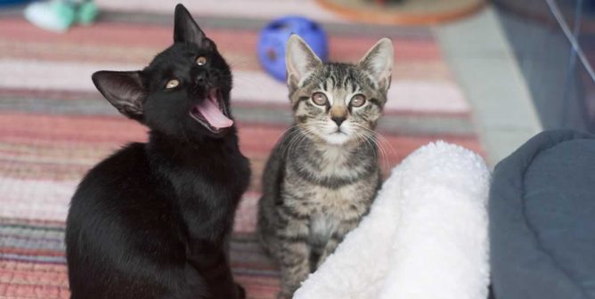 Black kitten yawning, gray tabby kitten beside him