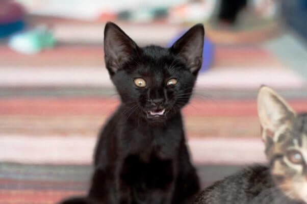 Cute black kitten looking sleepy