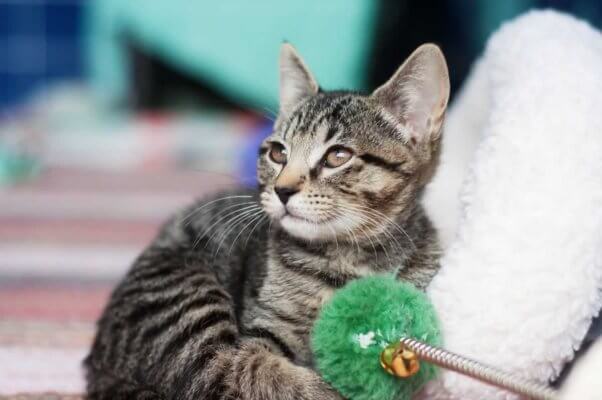 Cute gray tabby kitten with green toy