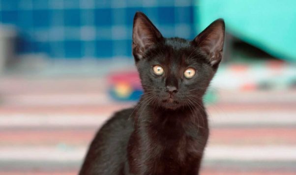 Cute black kitten rescued from Hurricane Harvey