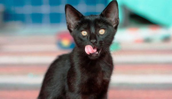 Cute black kitten rescued from Hurricane Harvey