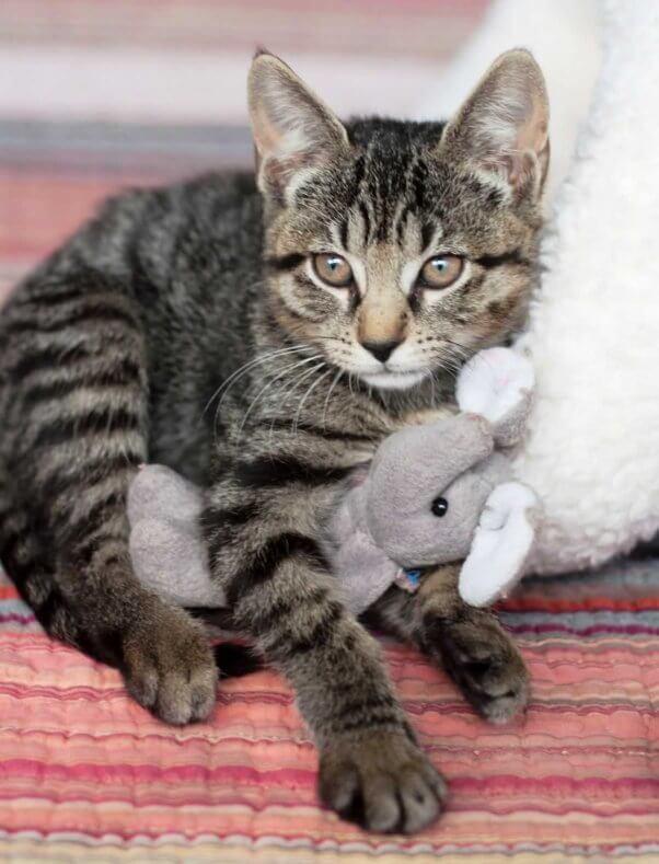 Cute gray tabby kitten with toy