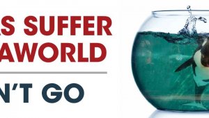 Orcas Suffer at SeaWorld
