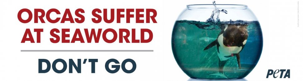 Orcas Suffer at SeaWorld