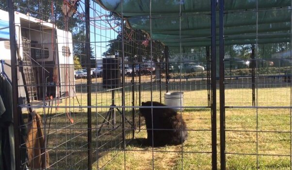 Great Bear Show, Bob Steele, bear in performance area