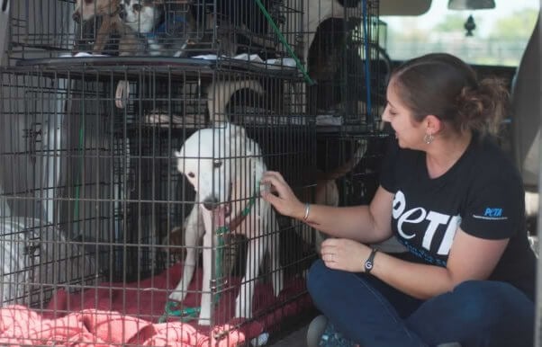 PETA staffer petting white dog in van