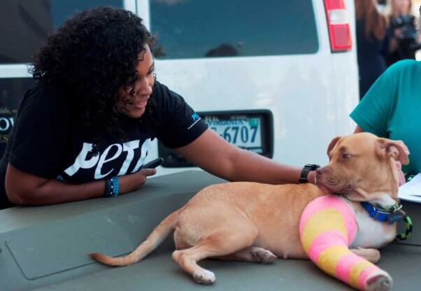 PETA staffer petting cute brown dog with leg in cast