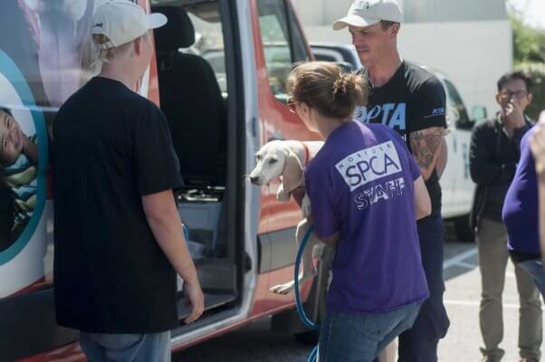 PETA and SPCA staffers getting animals out of van