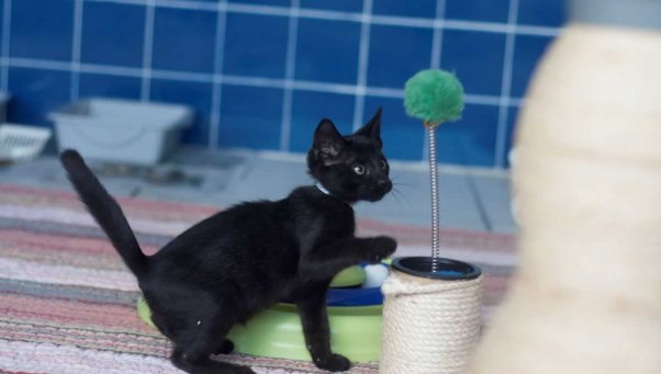 Cute black kitten batting at top