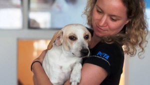 Sweet cream-colored dog being held by PETA staffer