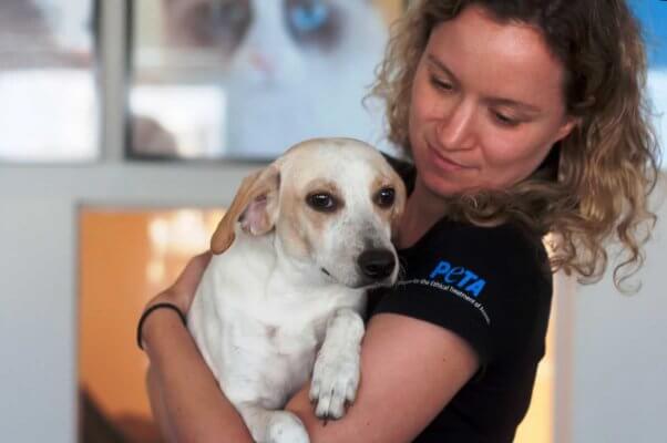 Sweet cream-colored dog being held by PETA staffer