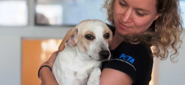 Sweet cream-colored dog being held by PETA staffer