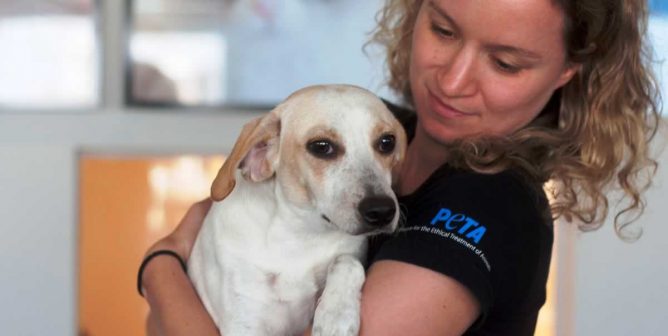 Sweet cream-colored dog being held by PETA staffer