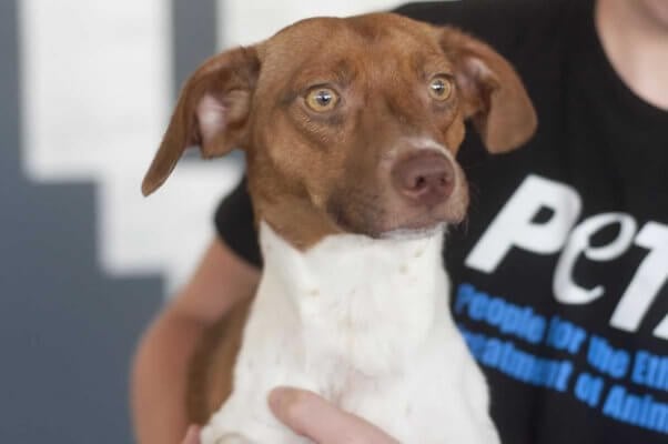 Cute, alert brown and white male dog