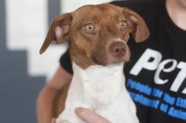 Cute, alert brown and white male dog