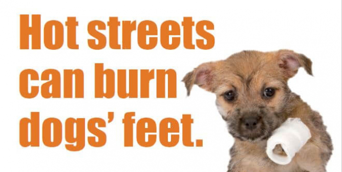 Hot Streets Can Burn Dogs’ Feet