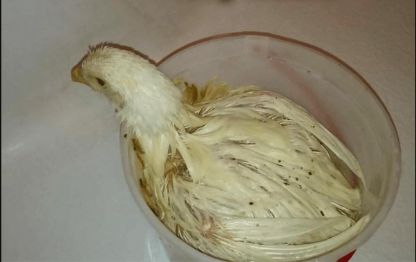 truck drivers rescue of lucky the chicken from slaughterhouse truck