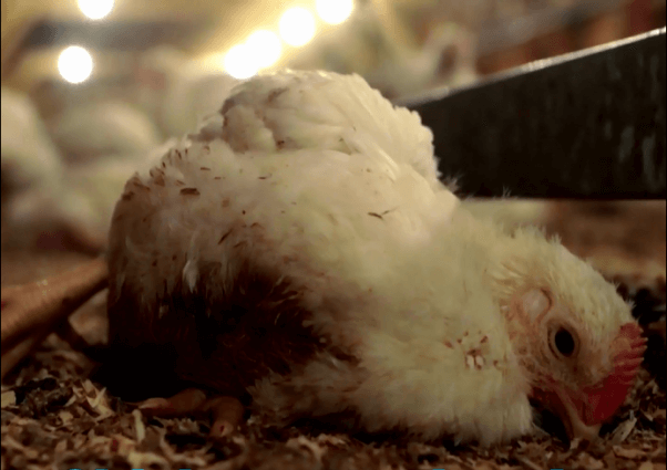truck drivers rescue of lucky the chicken from slaughterhouse truck