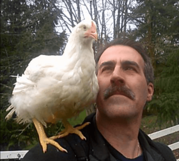 truck drivers rescue of lucky the chicken from slaughterhouse truck