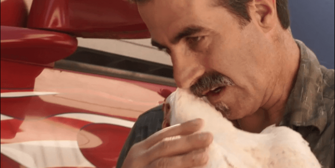 truck drivers rescue of lucky the chicken from slaughterhouse truck