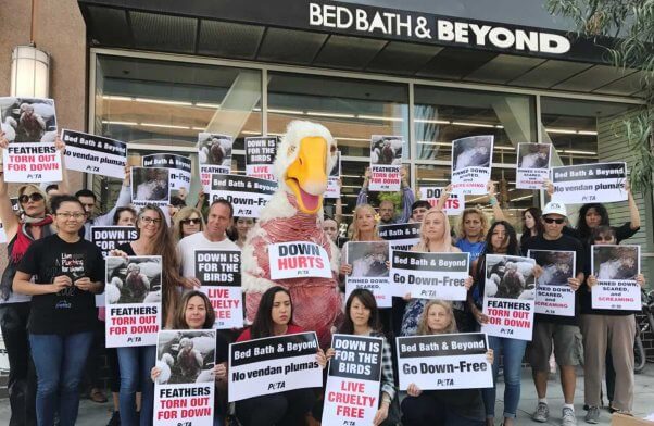 Giant costumed "plucked goose" surrounder by protesters with signs