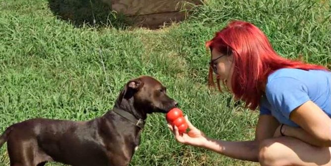 Sharna Burgess, backyard dog, peanut butter Kong