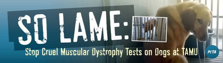 (VICTORY!) So Lame: Stop Cruel Muscular Dystrophy Tests on Dogs at TAMU