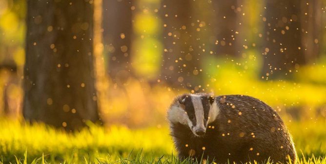 Andrew Parkinson Badger