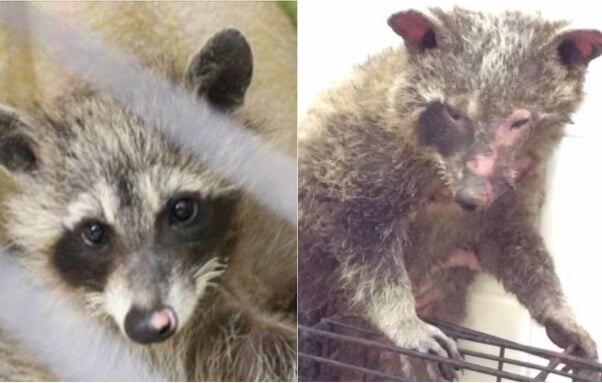 this baby raccoon was set on fire, later dying from her injuries